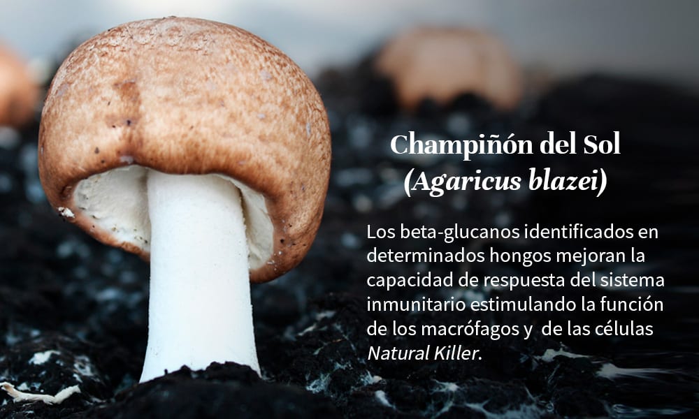 beta-glucanos-agaricus-blazei