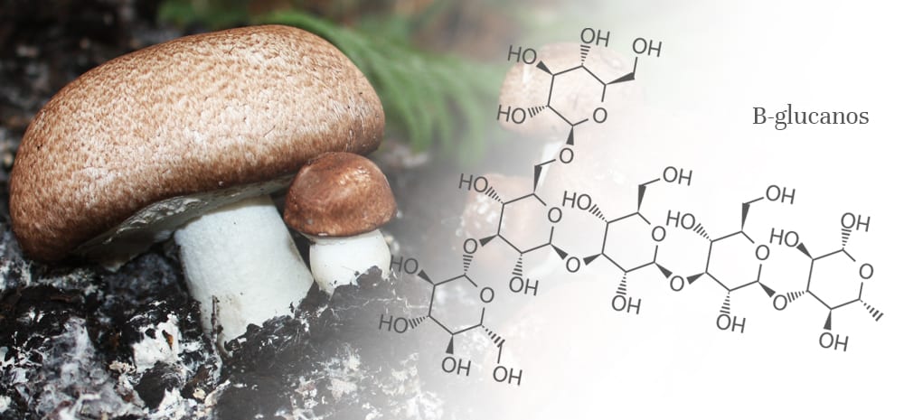 funcionamiento-beta-glucanos-sistema-inmunitario