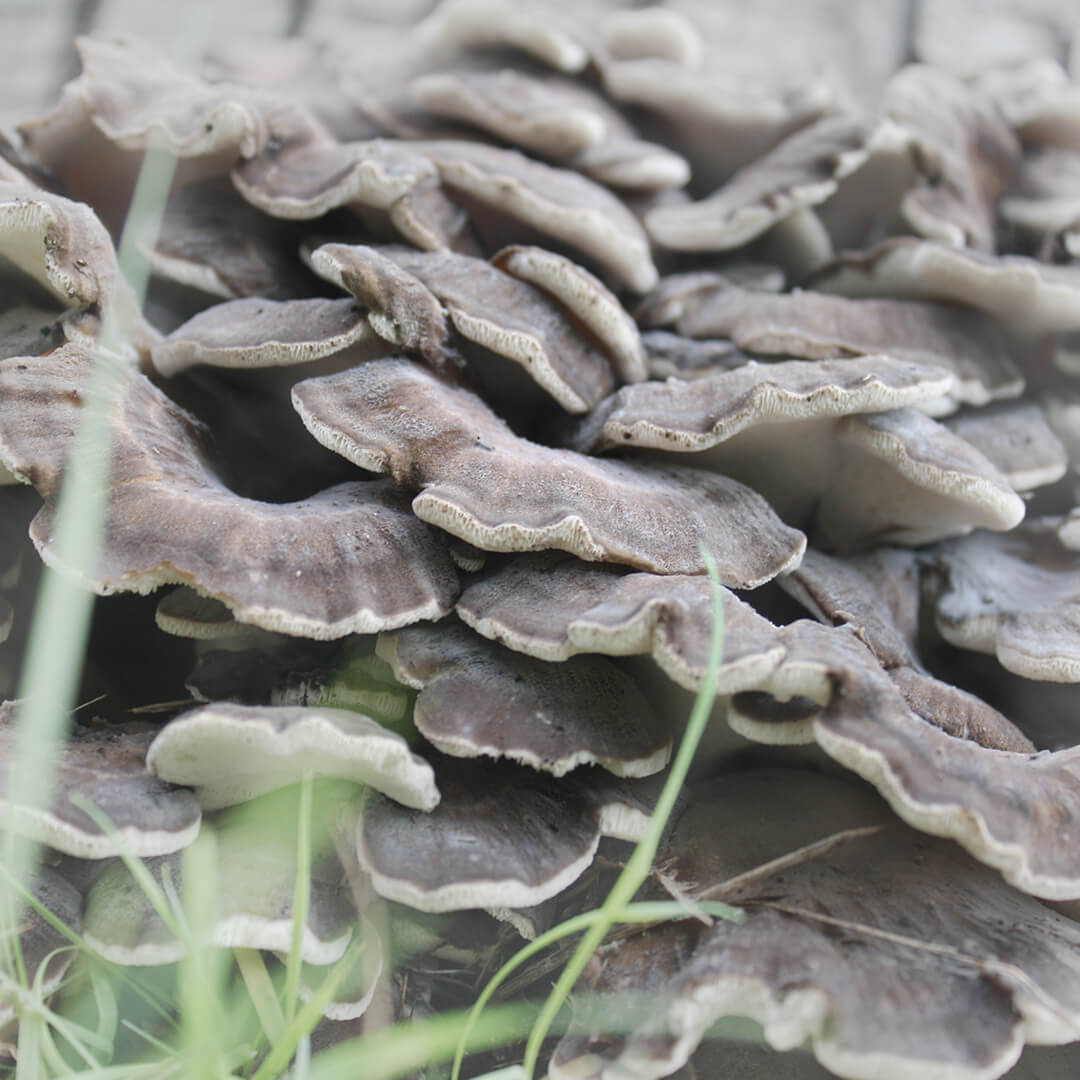 MAITAKE