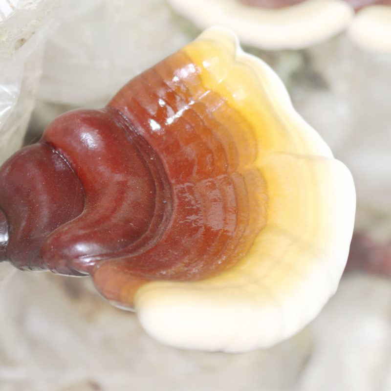 REISHI