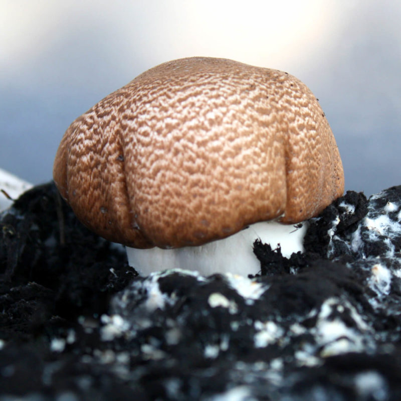 Agaricus blazei Murill