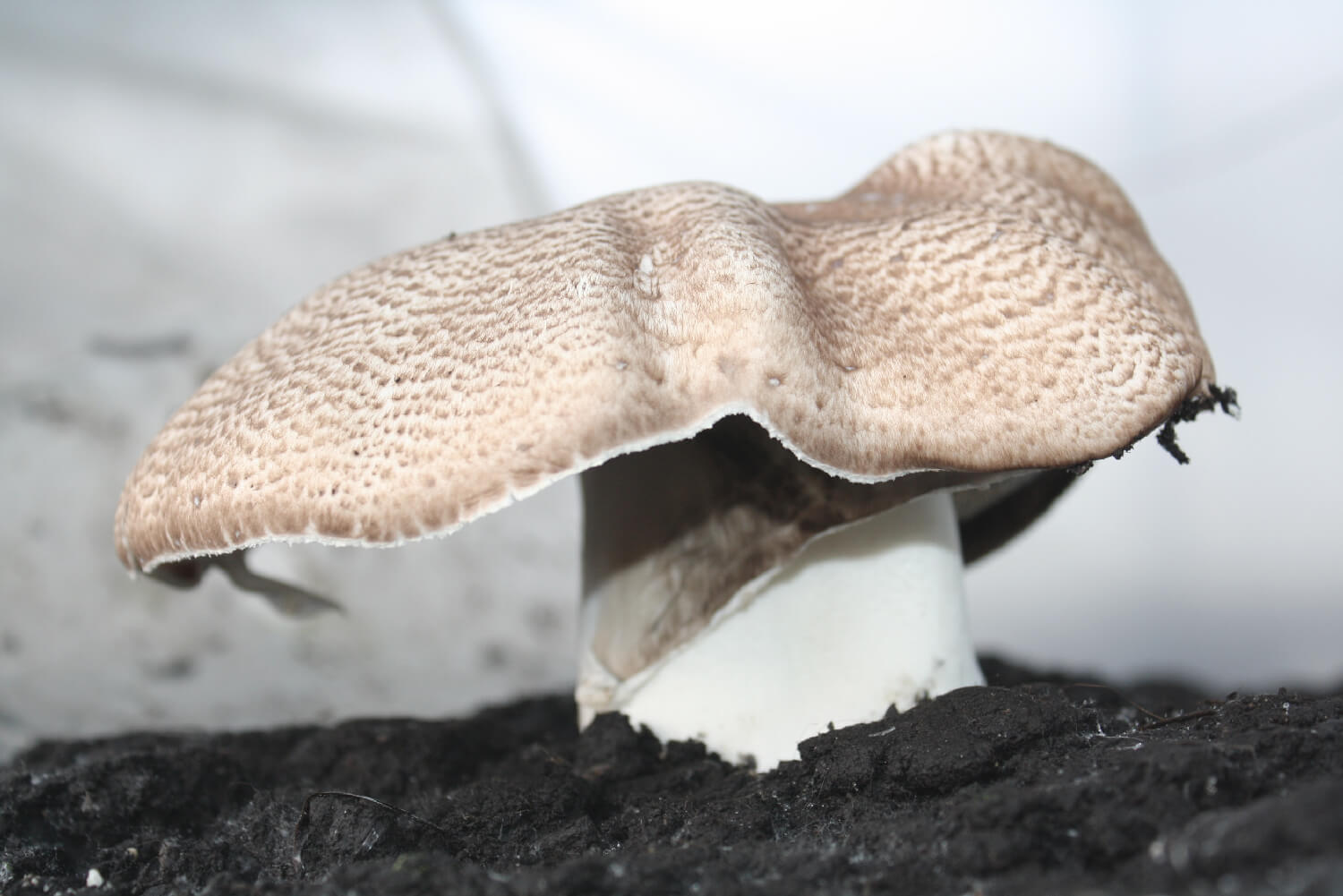 Champiñón del sol Agaricus Blazei