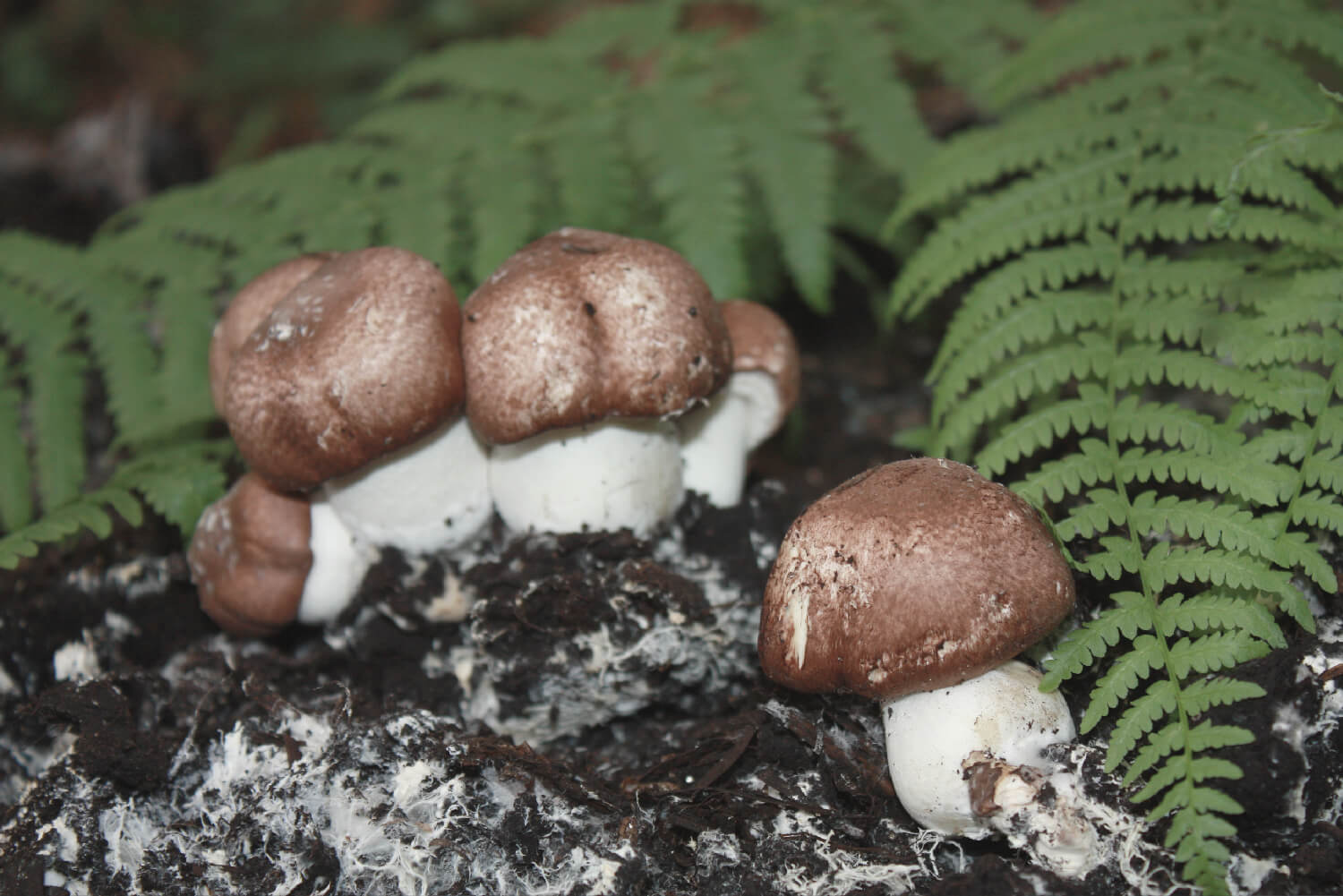 Champiñón del sol Agaricus Blazei