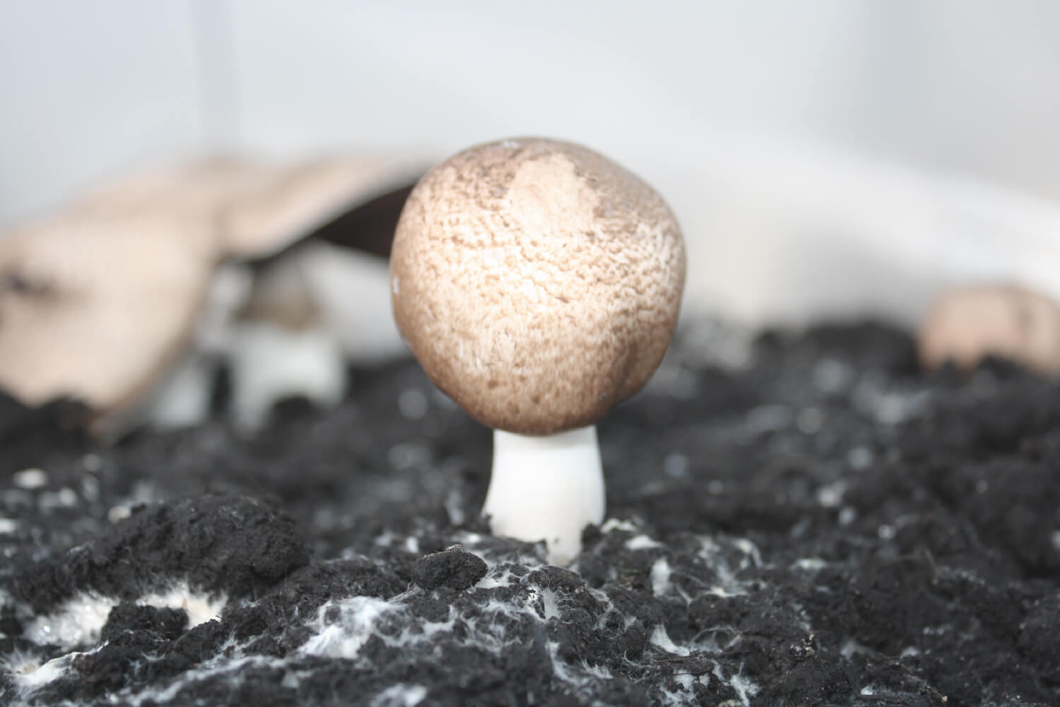 Champiñón del sol Agaricus Blazei