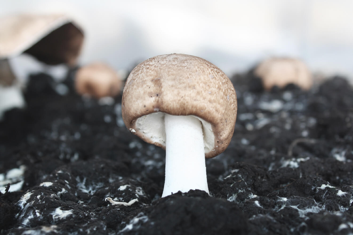 Champiñón del sol Agaricus Blazei