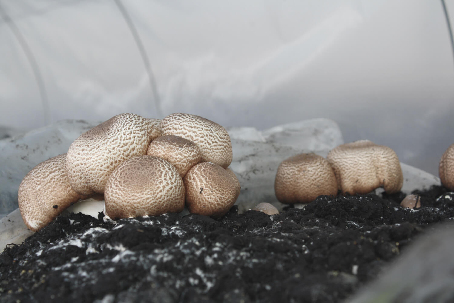 Champiñón del sol Agaricus Blazei