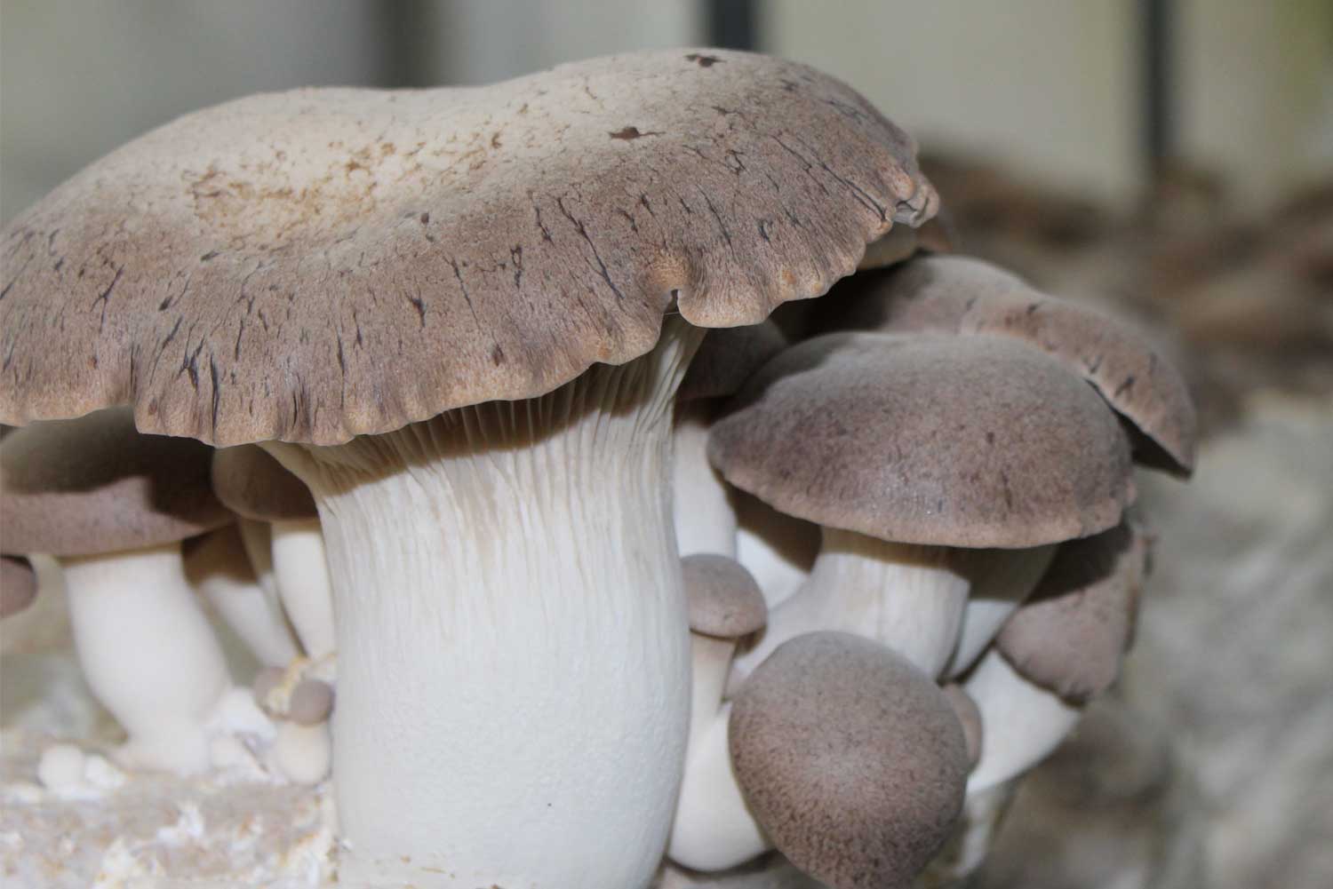 Seta de cardo Pleurotus Eryngii