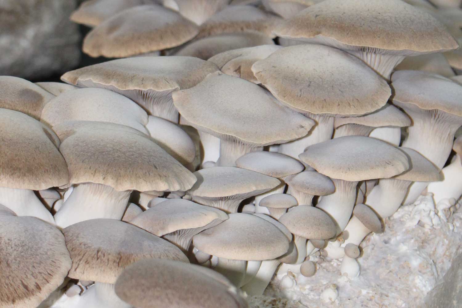 Seta de cardo Pleurotus Eryngii