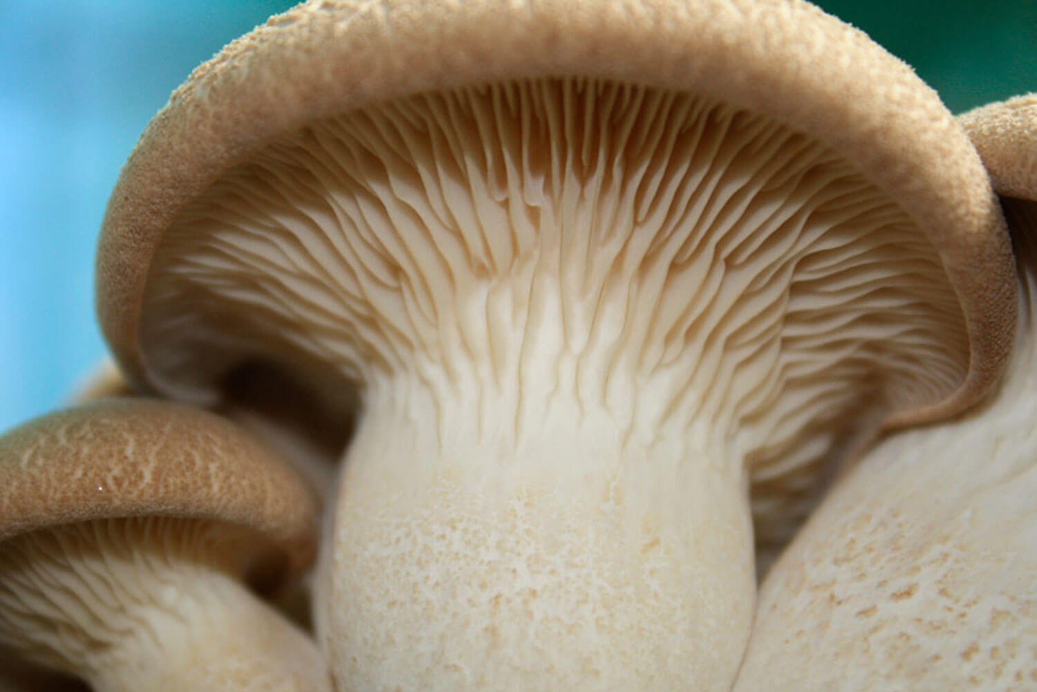 Seta de cardo Pleurotus Eryngii