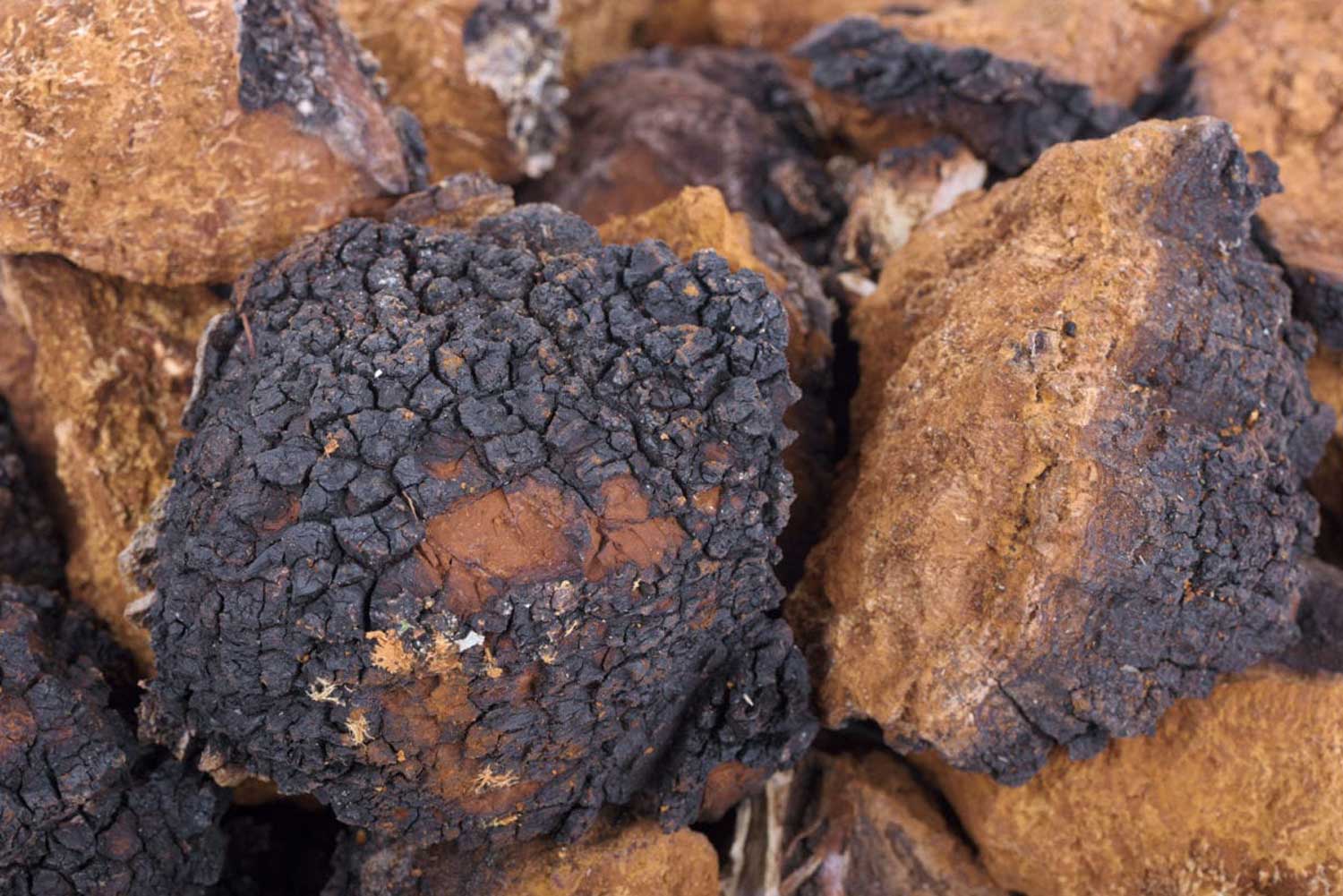 Chaga Inonotus Obliquus