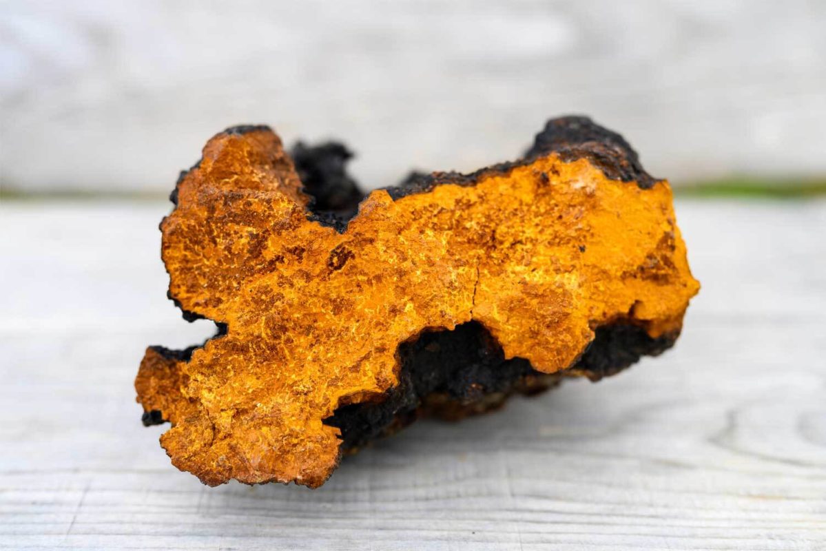 Chaga Inonotus Obliquus