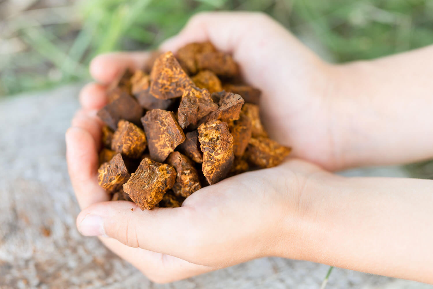 Chaga Inonotus Obliquus