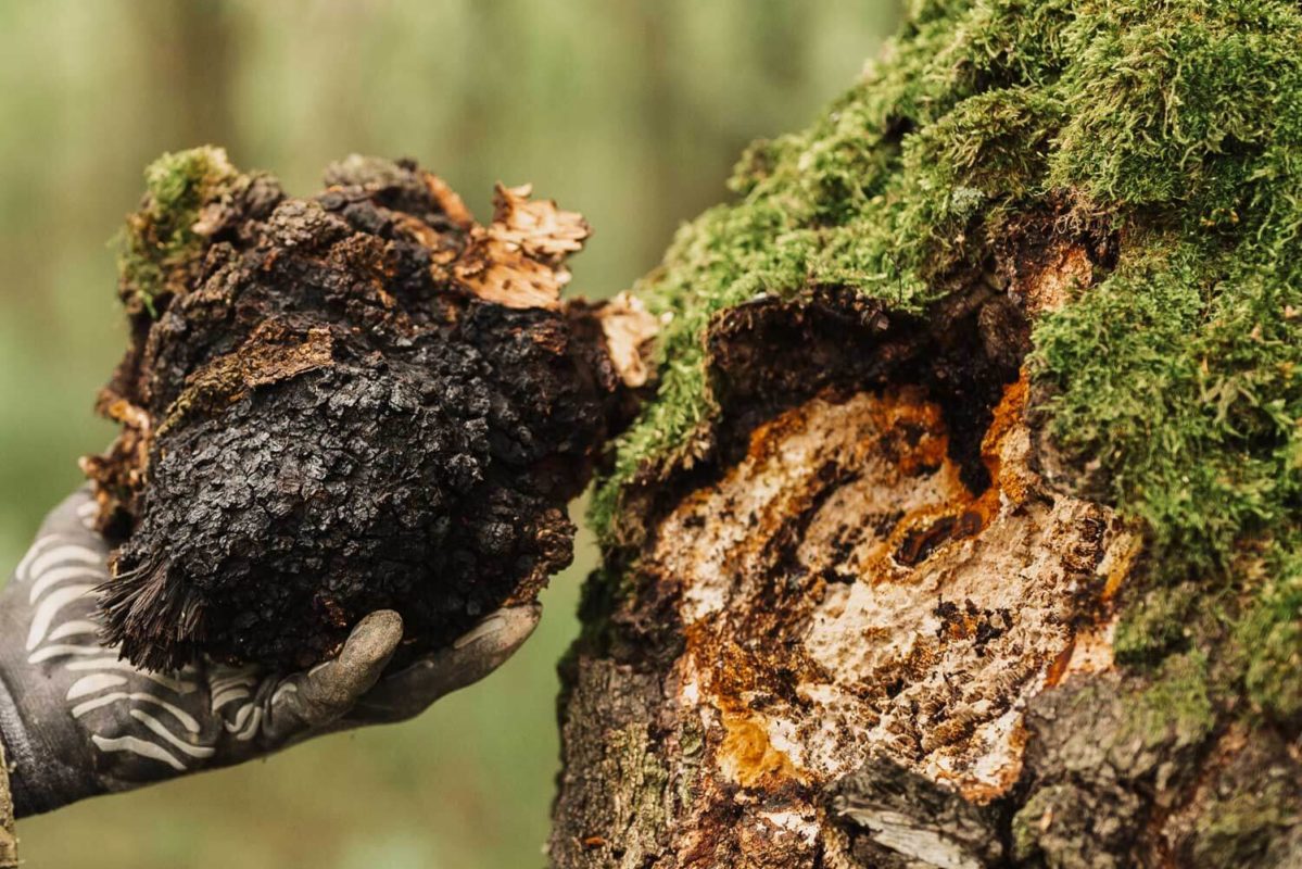 Chaga Inonotus Obliquus