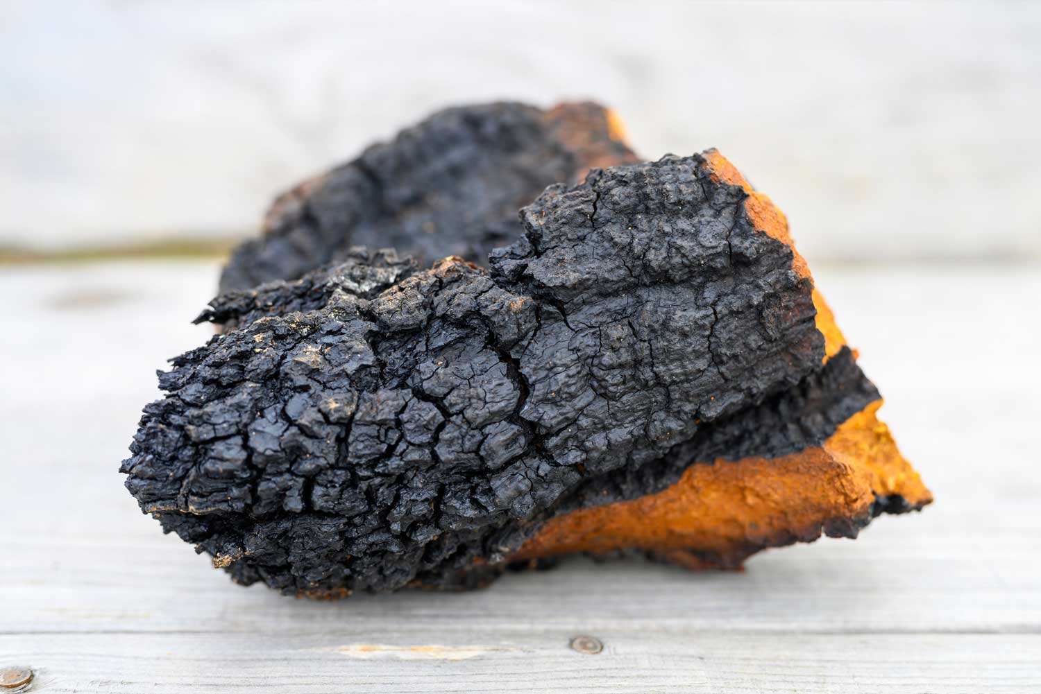 Chaga Inonotus Obliquus