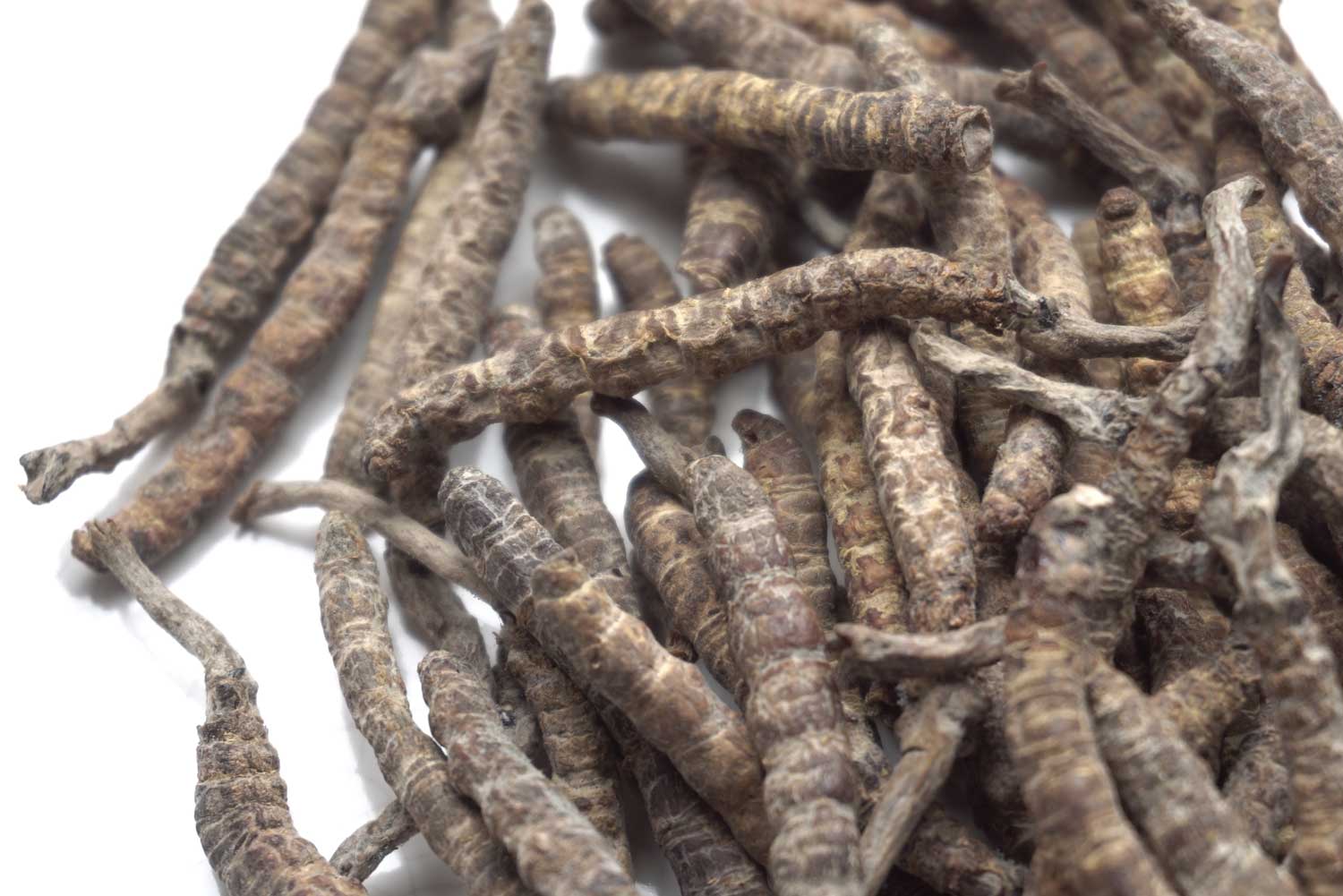 Cordyceps sinensis