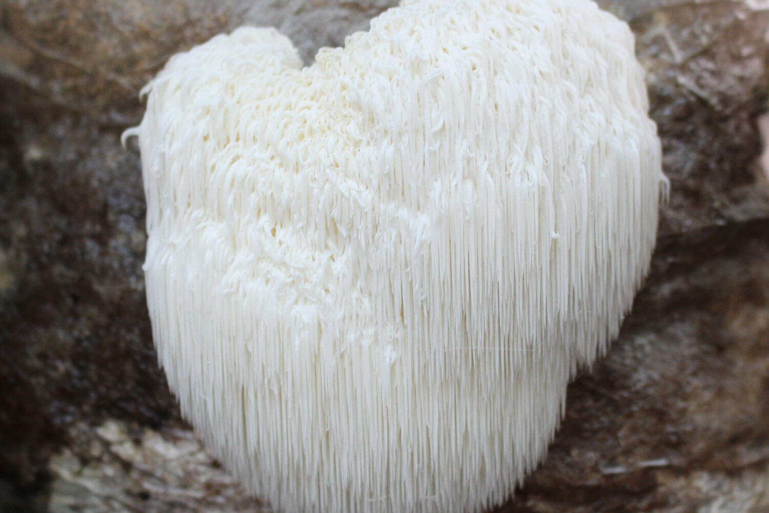 Hericium erinaceus Melena de león