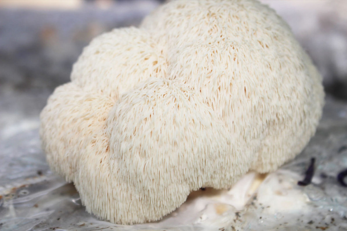 Hericium erinaceus Melena de león