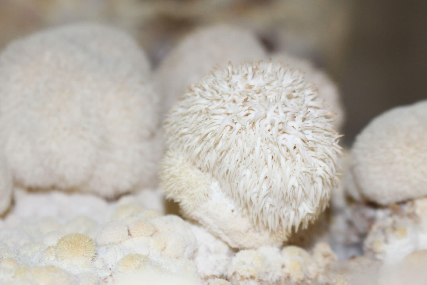 Hericium erinaceus Melena de león