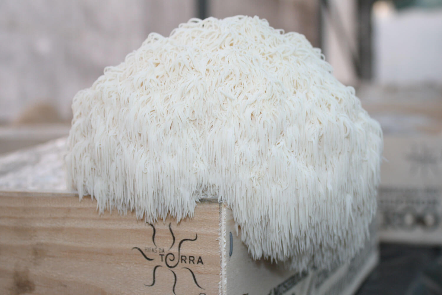 Hericium erinaceus Melena de león