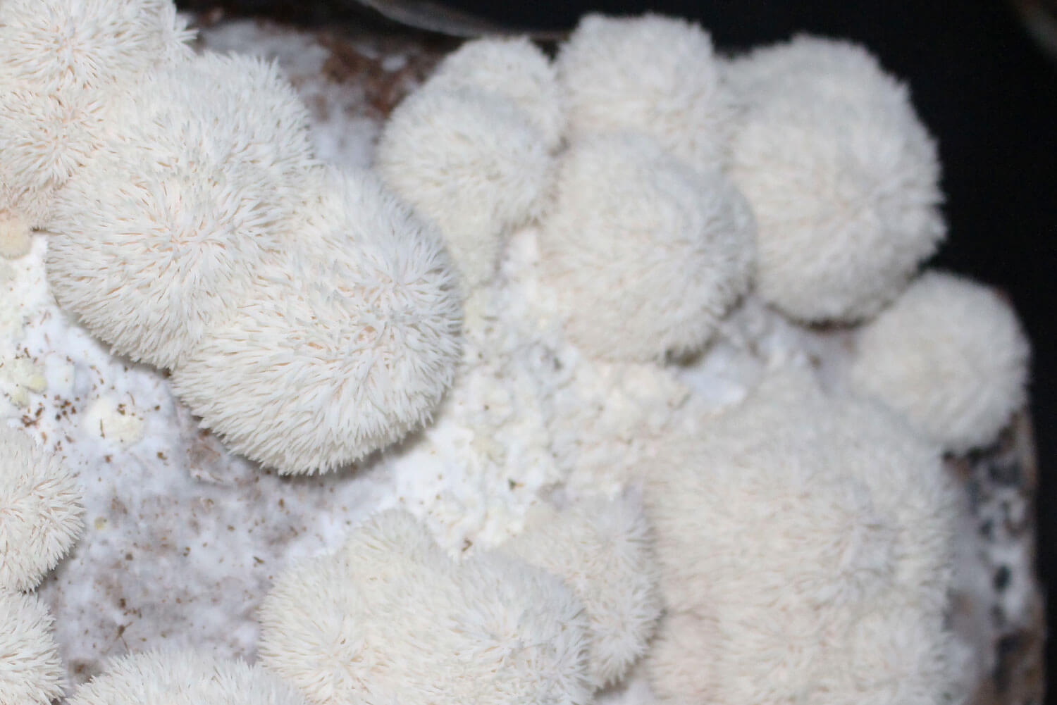 Hericium erinaceus Melena de león