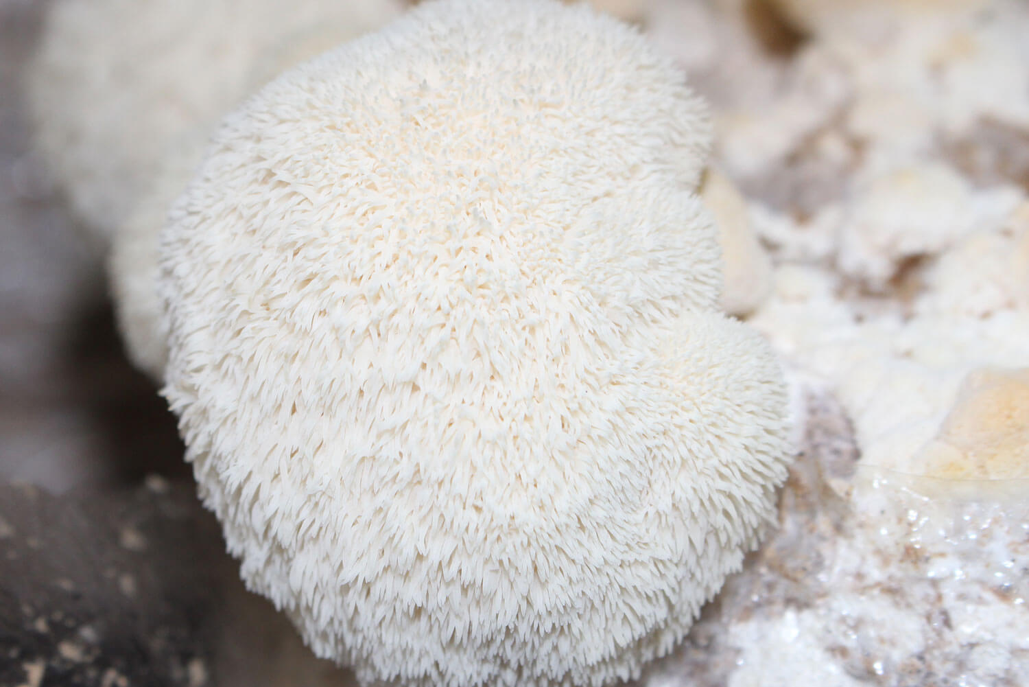 Hericium erinaceus Melena de león