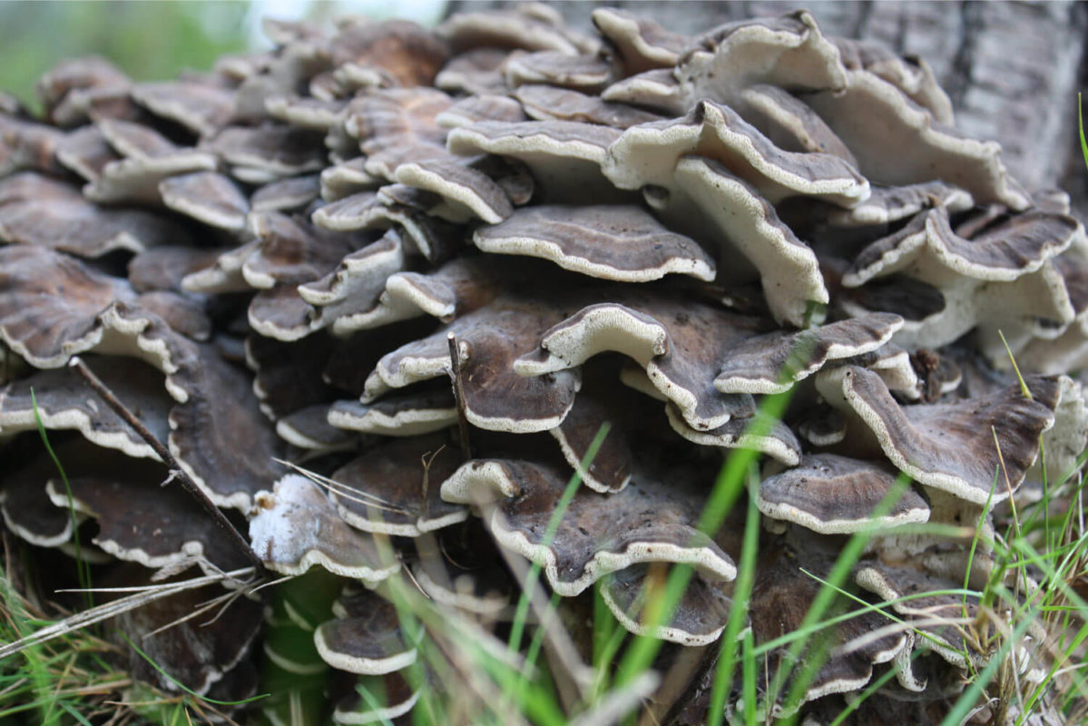 Maitake Grifola frondosa