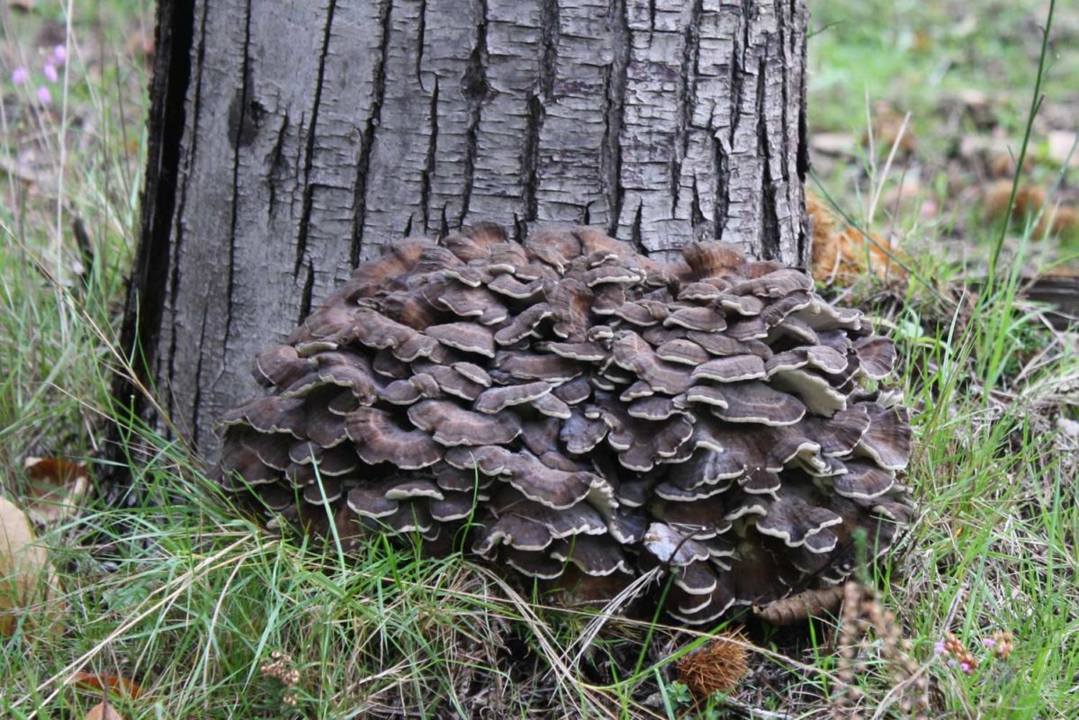 Maitake Grifola frondosa