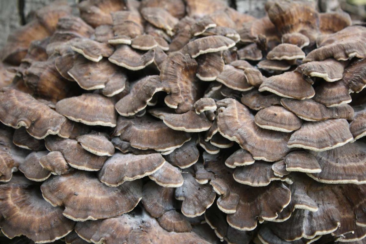 Maitake Grifola frondosa