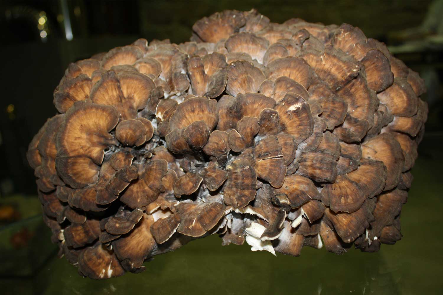 Maitake Grifola frondosa