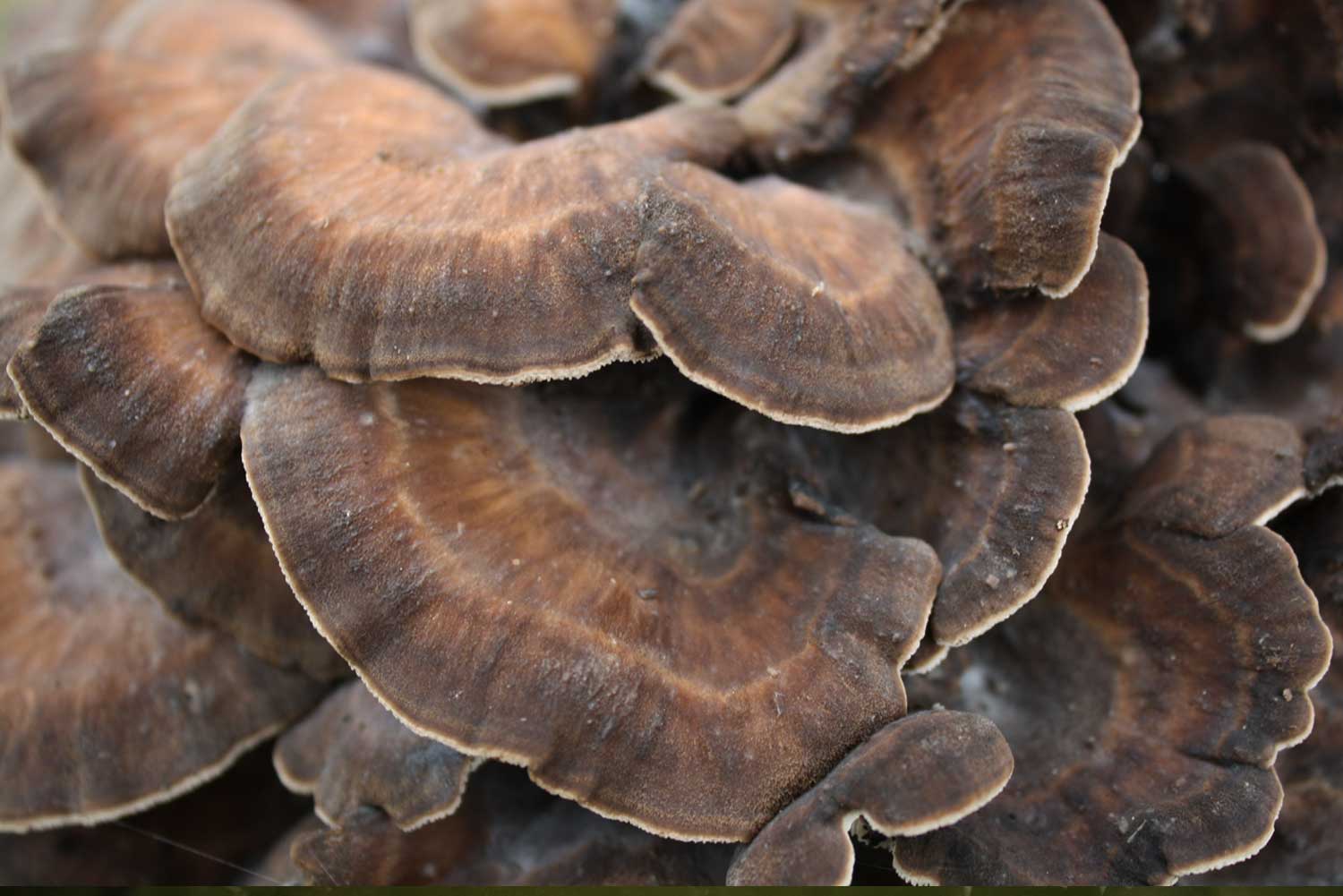 Maitake Grifola frondosa