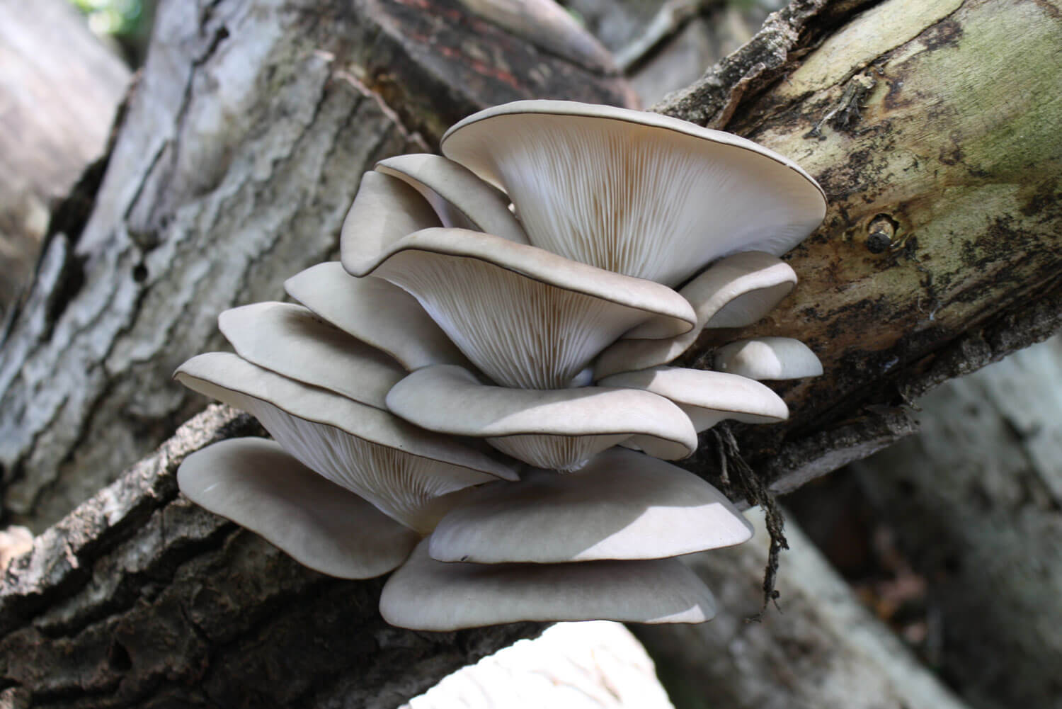 Pleurotus ostreatus Seta de Ostra