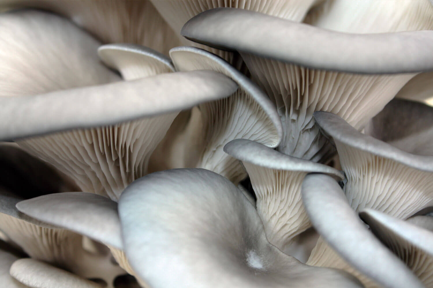 Pleurotus ostreatus Seta de Ostra