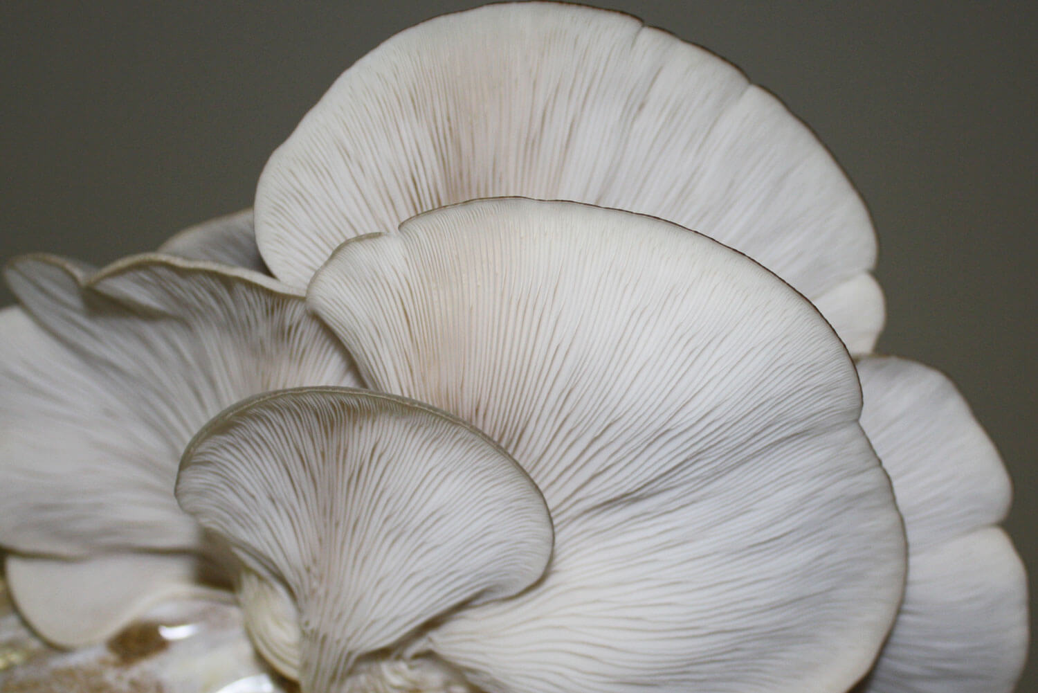 Pleurotus ostreatus Seta de Ostra