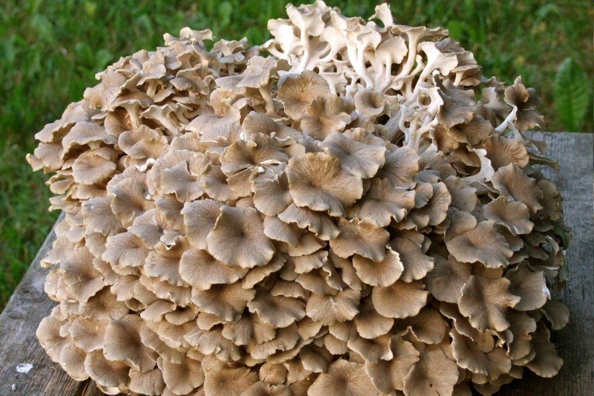 Polyporus umbellatus