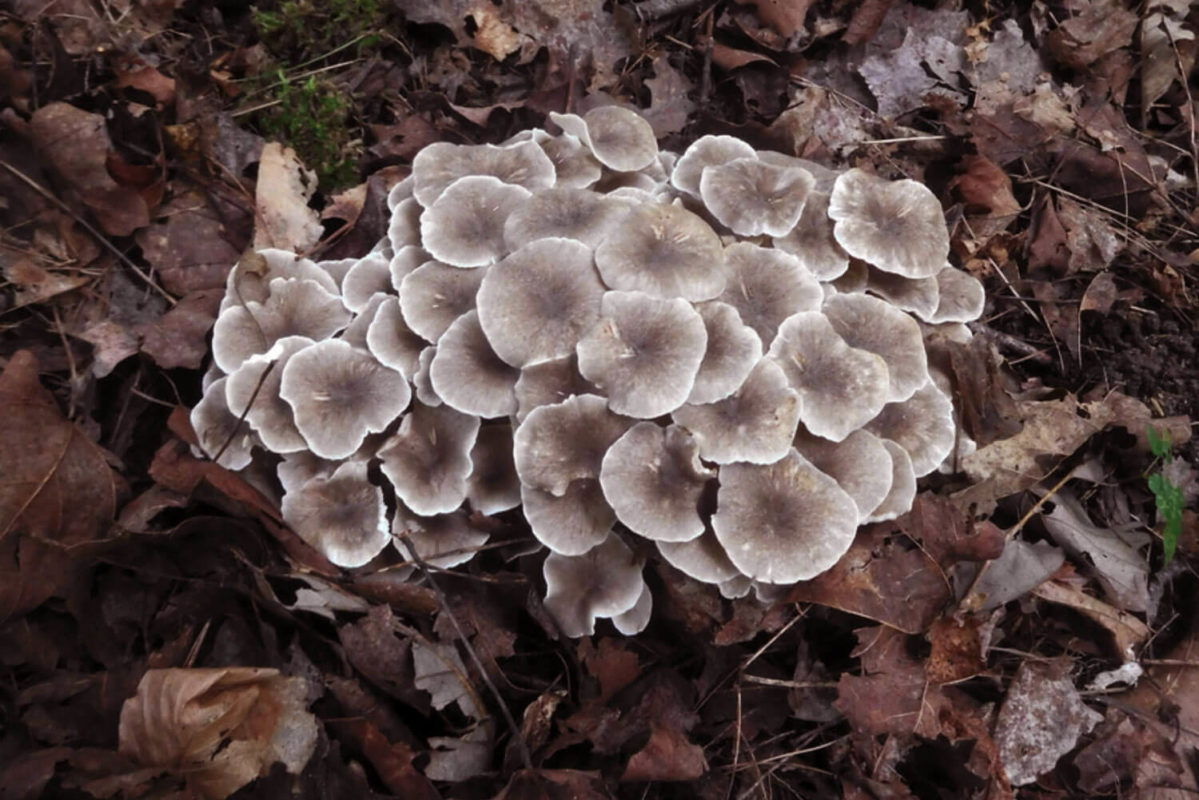 Polyporus umbellatus