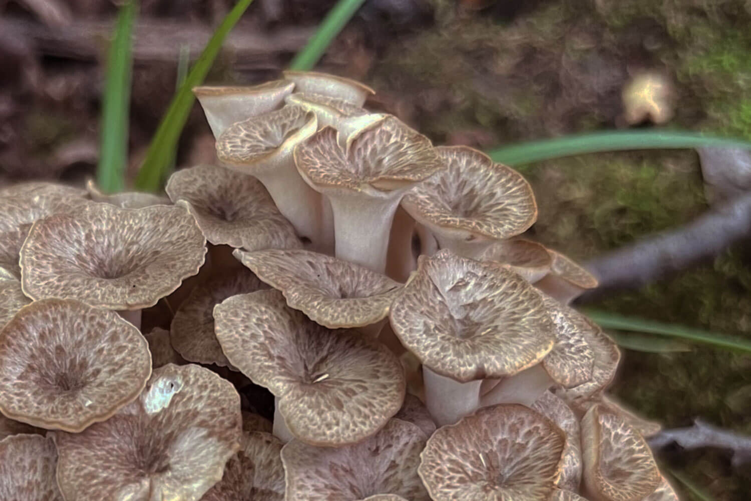 Polyporus umbellatus