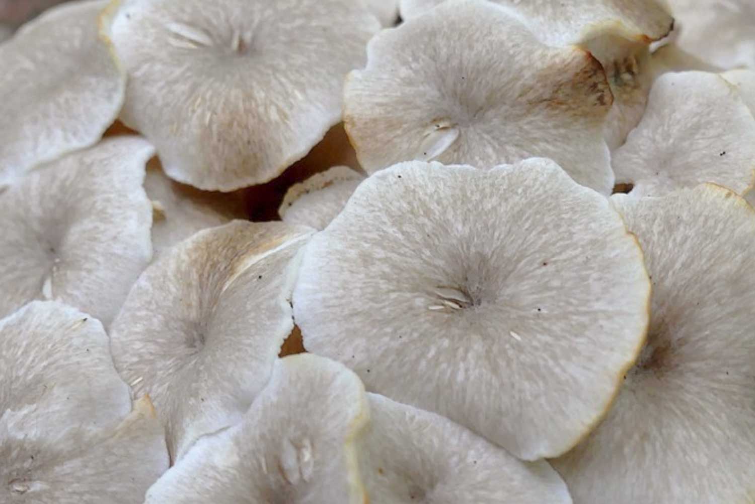 Polyporus umbellatus