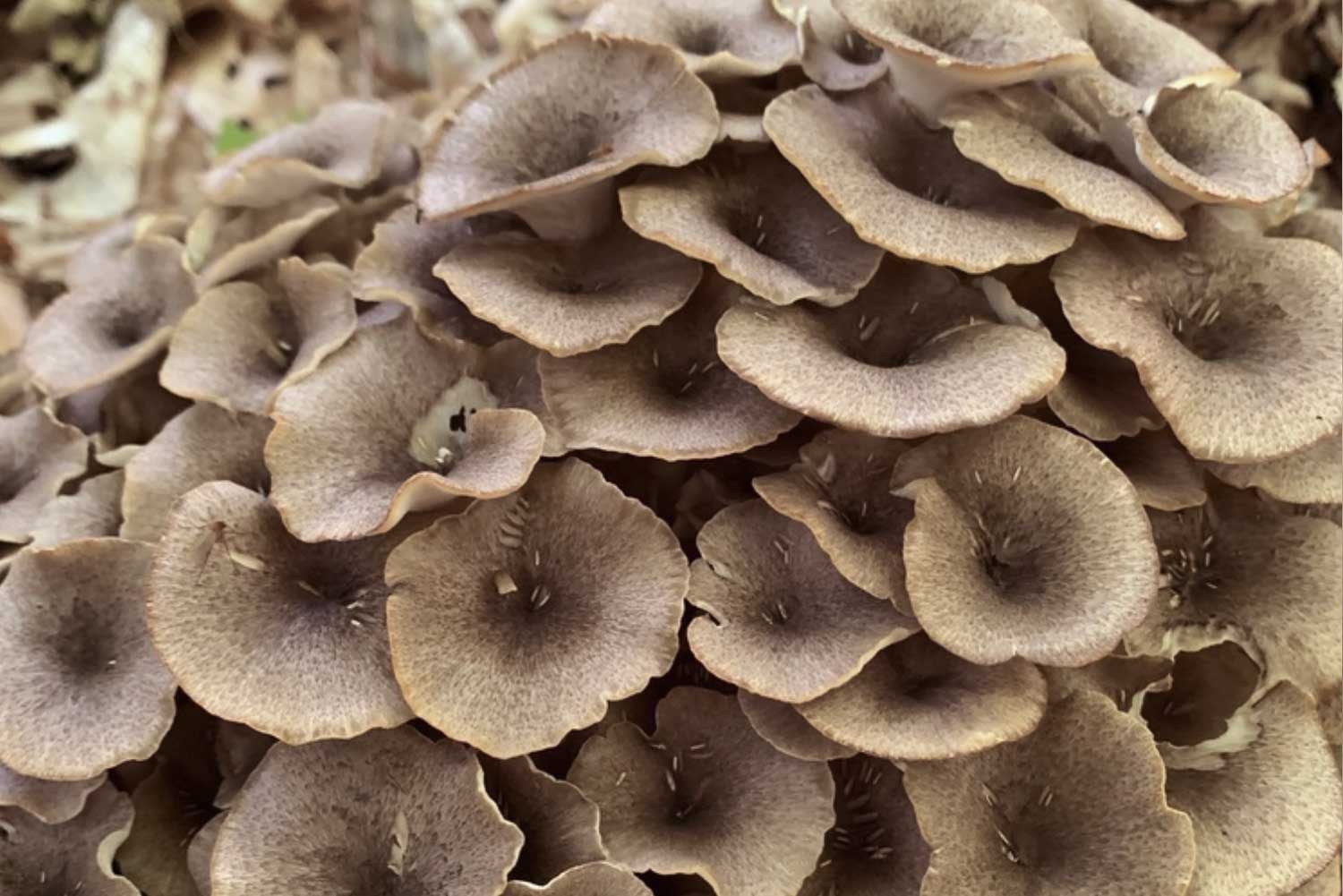 Polyporus umbellatus