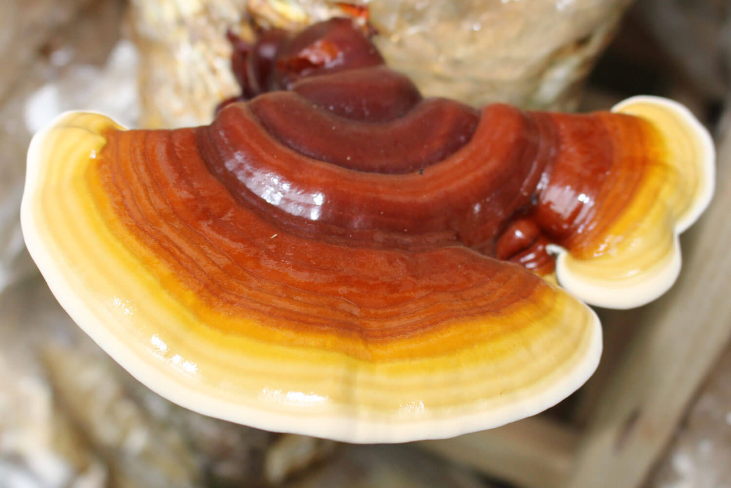 Reishi Ganoderma lucidum