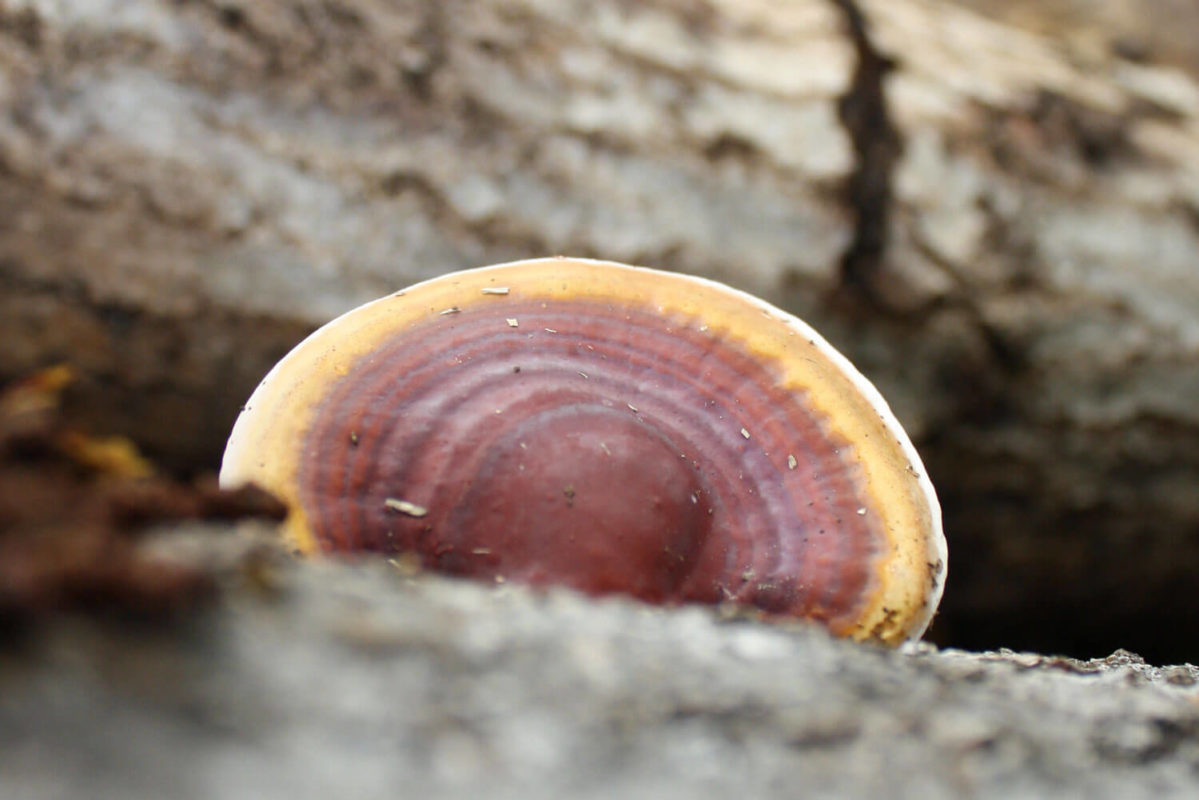 Reishi Ganoderma lucidum