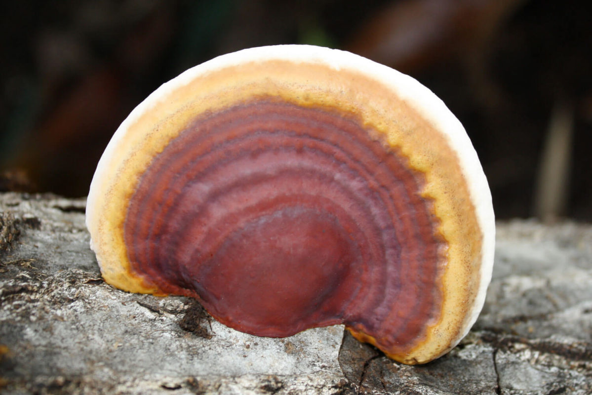 Reishi Ganoderma lucidum