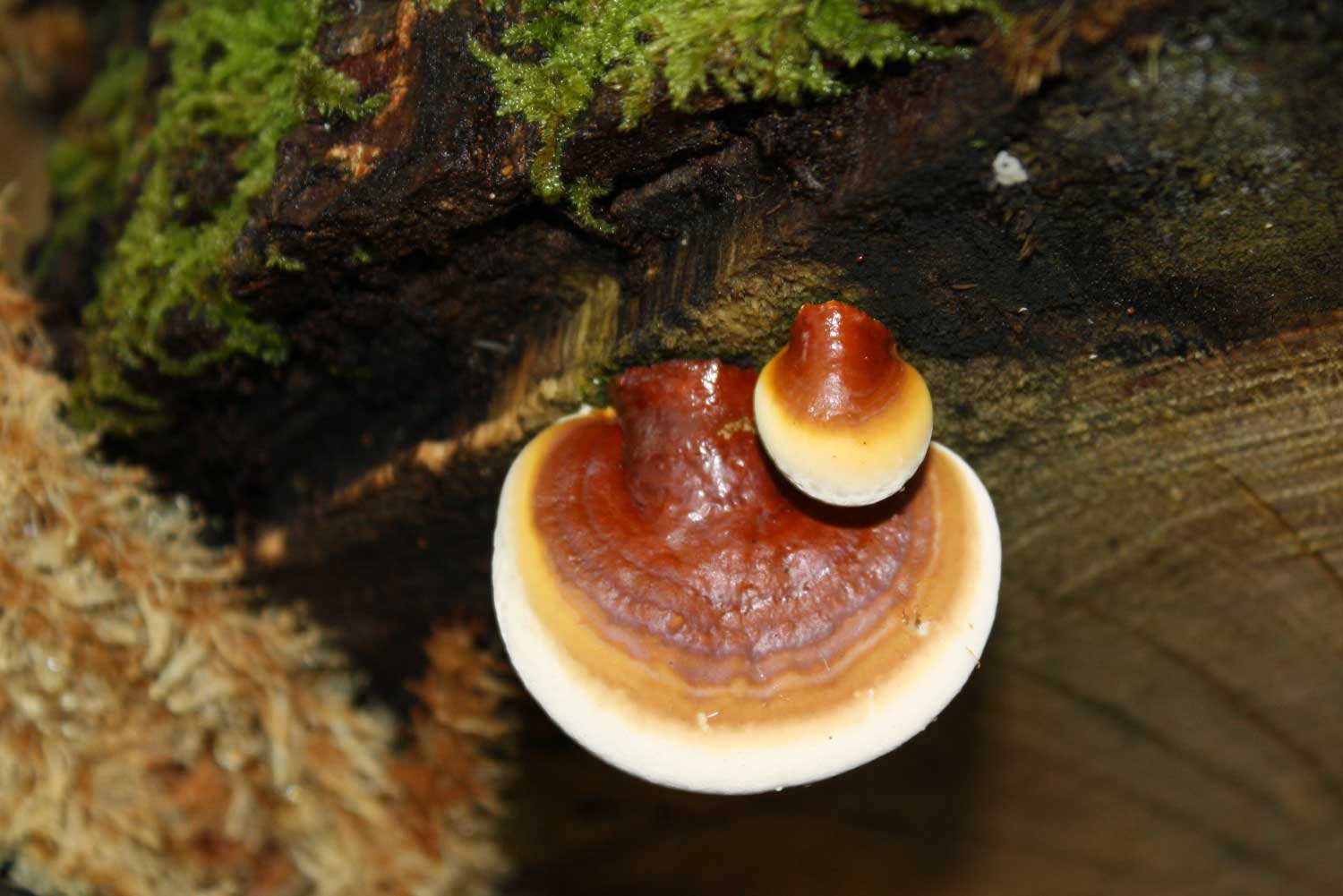 Reishi Ganoderma lucidum