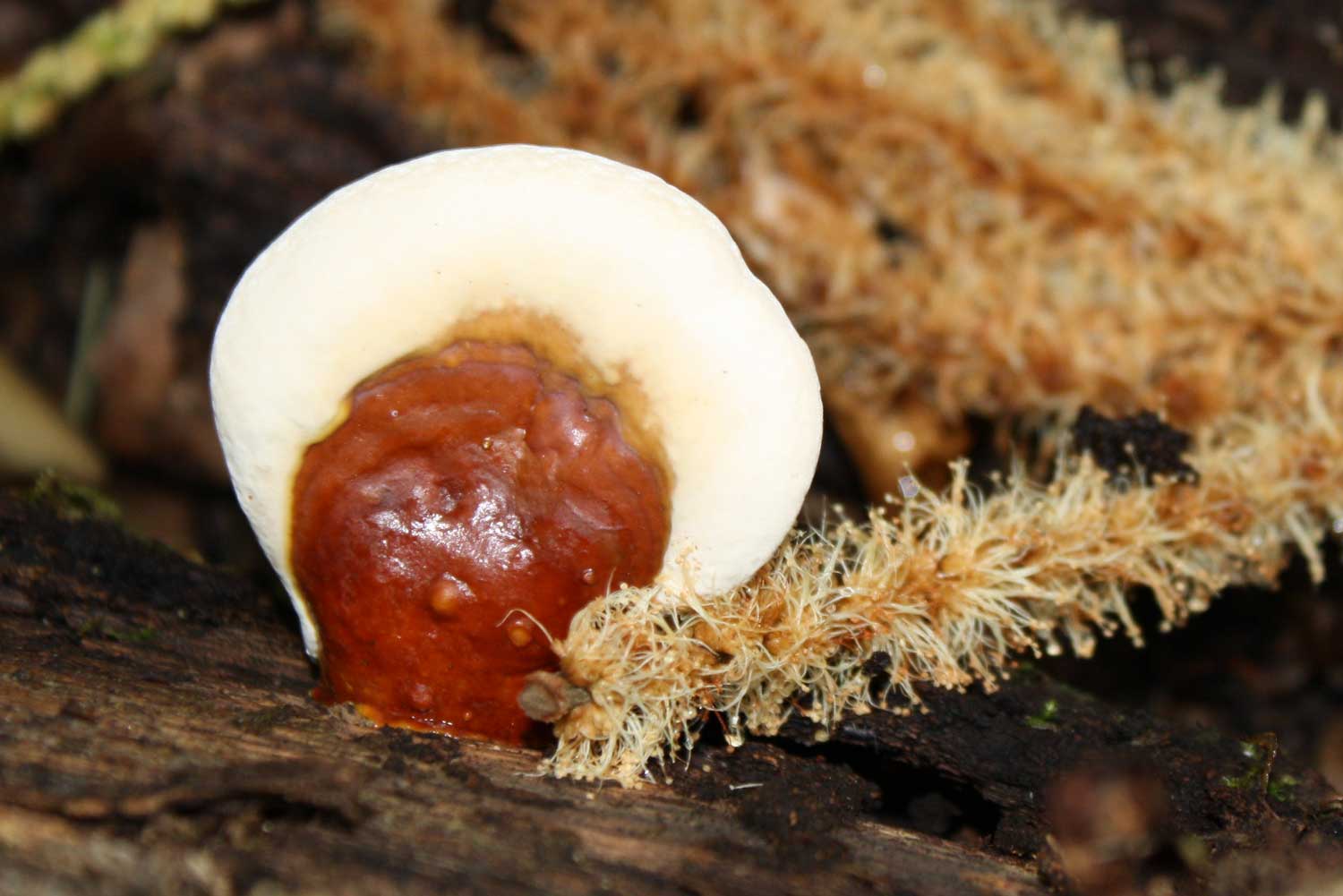 Reishi Ganoderma lucidum