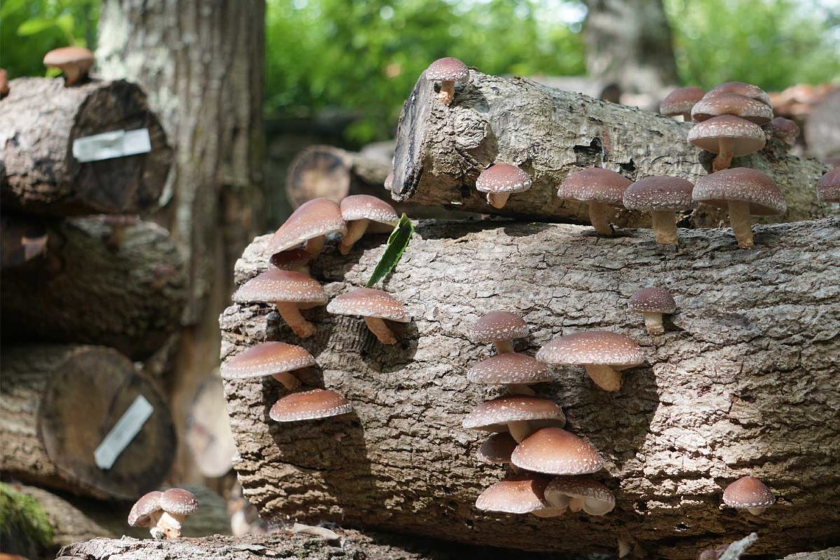 Shiitake lentinula edodes