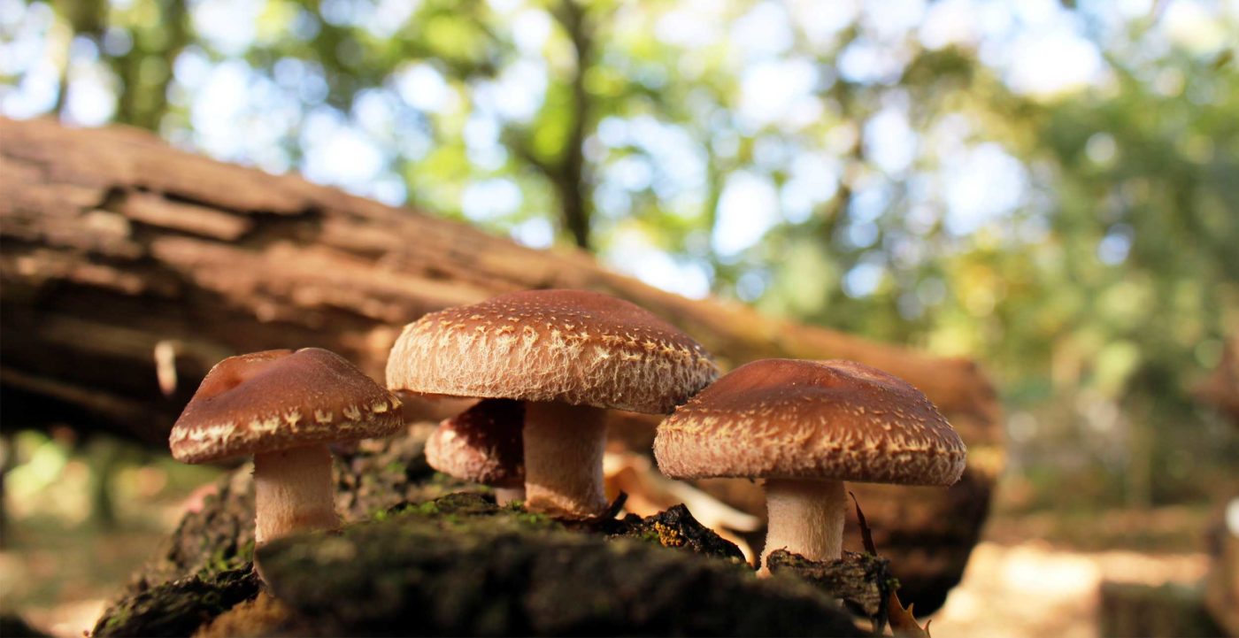 Shiitake lentinula edodes