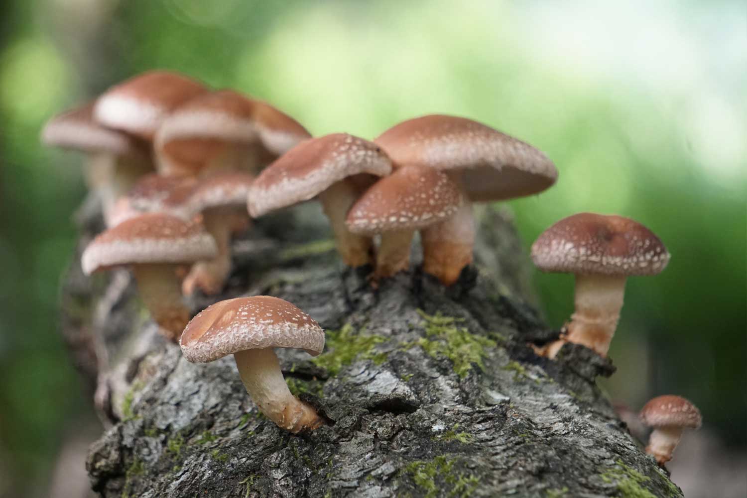 Shiitake lentinus edodes