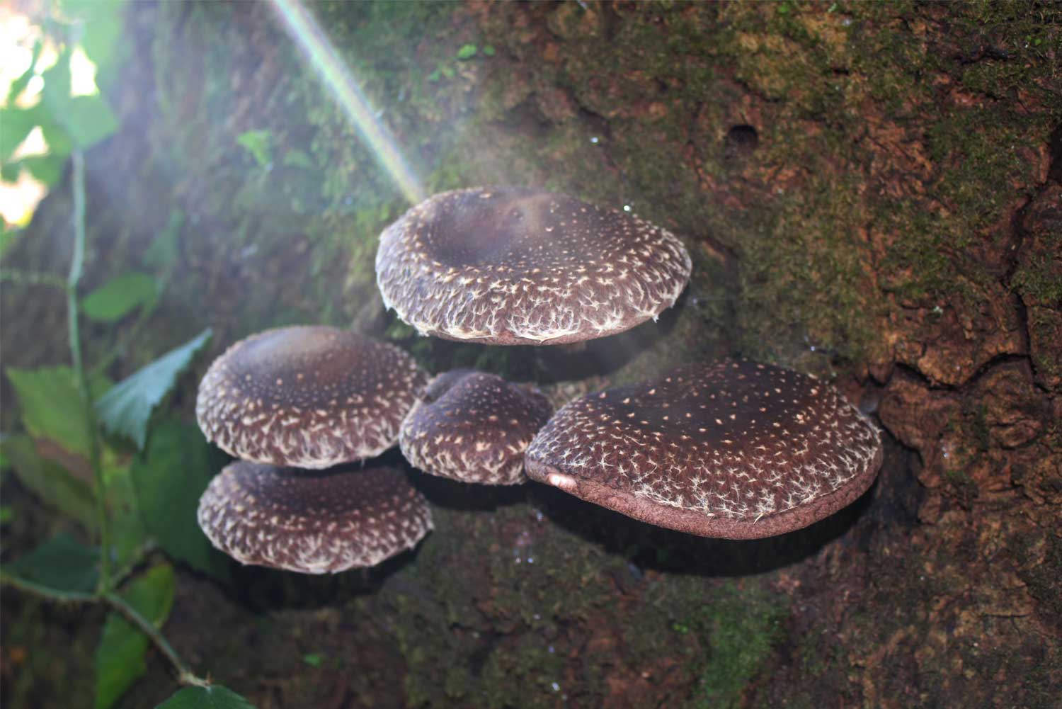 Shiitake lentinus edodes