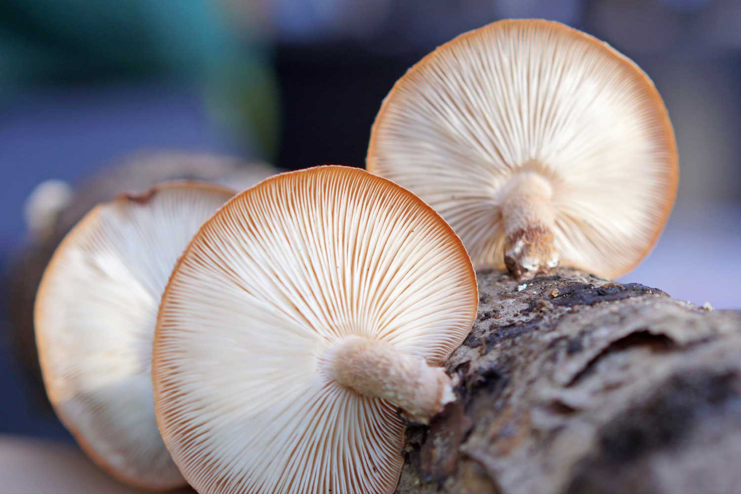 Shiitake lentinus edodes