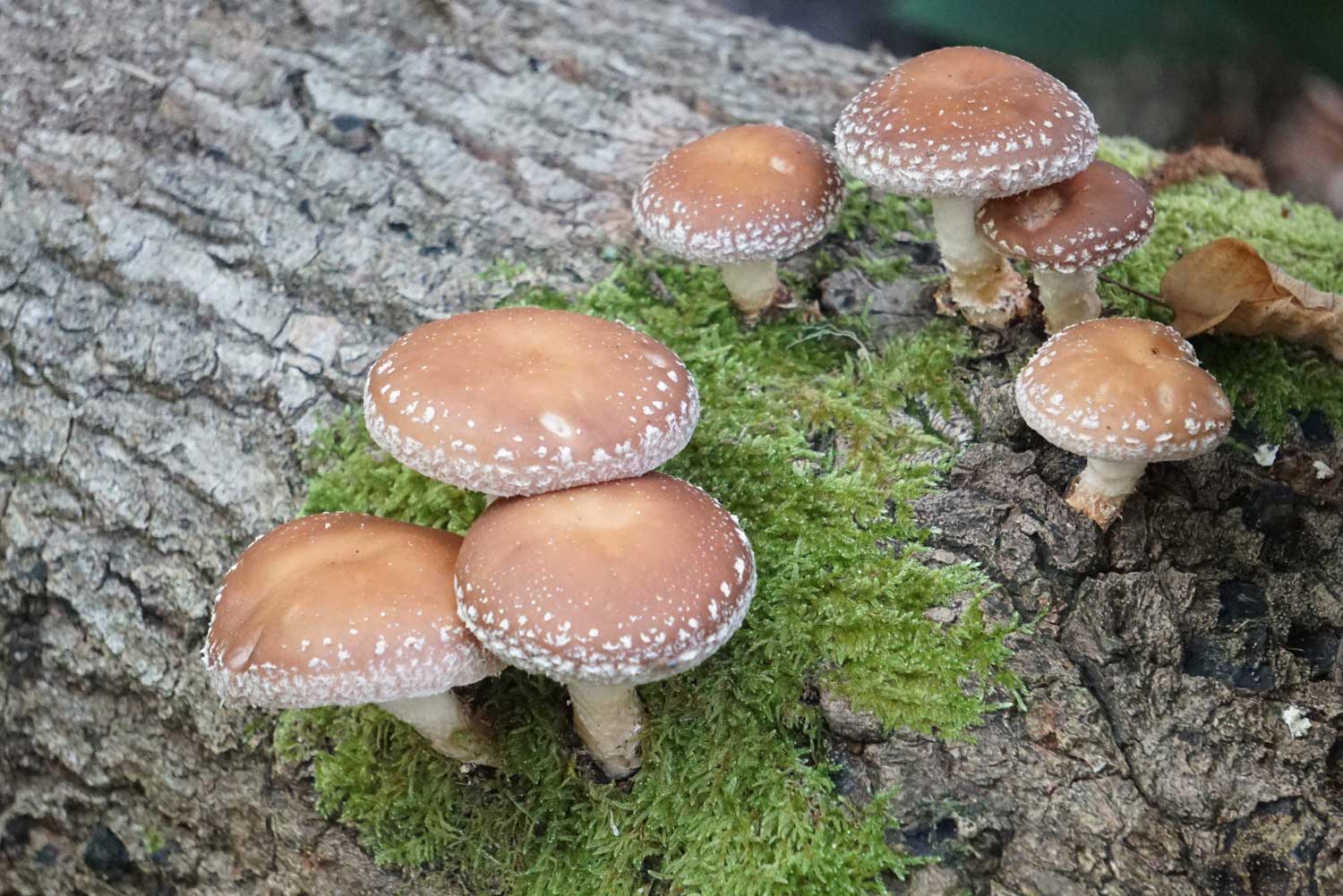 Shiitake lentinus edodes