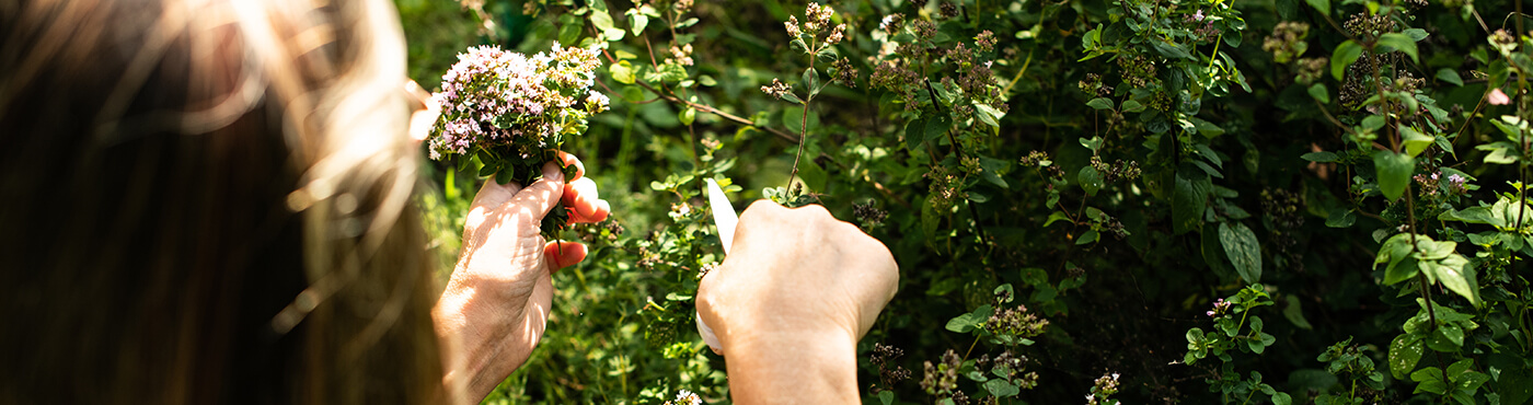 header nutricion holistica